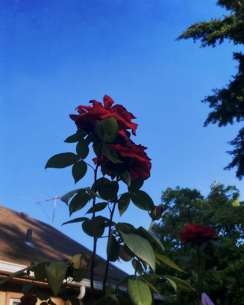 a red rose is blooming in front of a house
