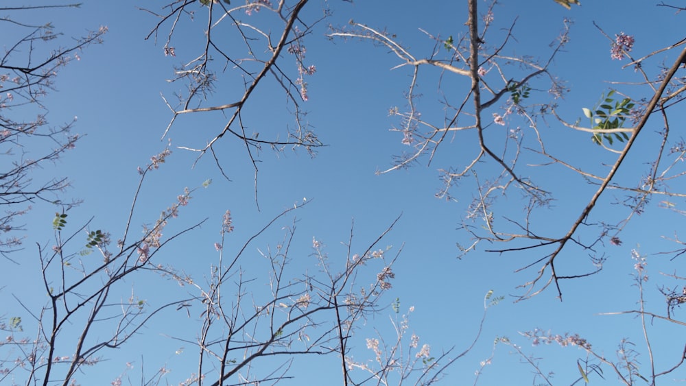 the branches of a tree against a blue sky