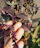 Close-up of a hand picking fresh herbs from a garden, sunlight filtering through leaves.