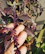 Close-up of a hand picking fresh herbs from a garden, sunlight filtering through leaves.