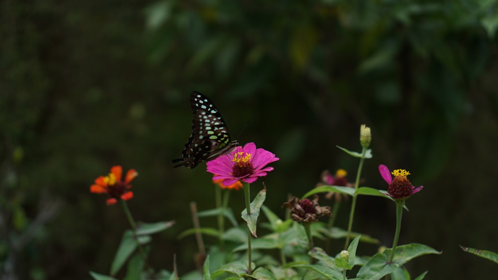 a black and white butterfly on a pink flower