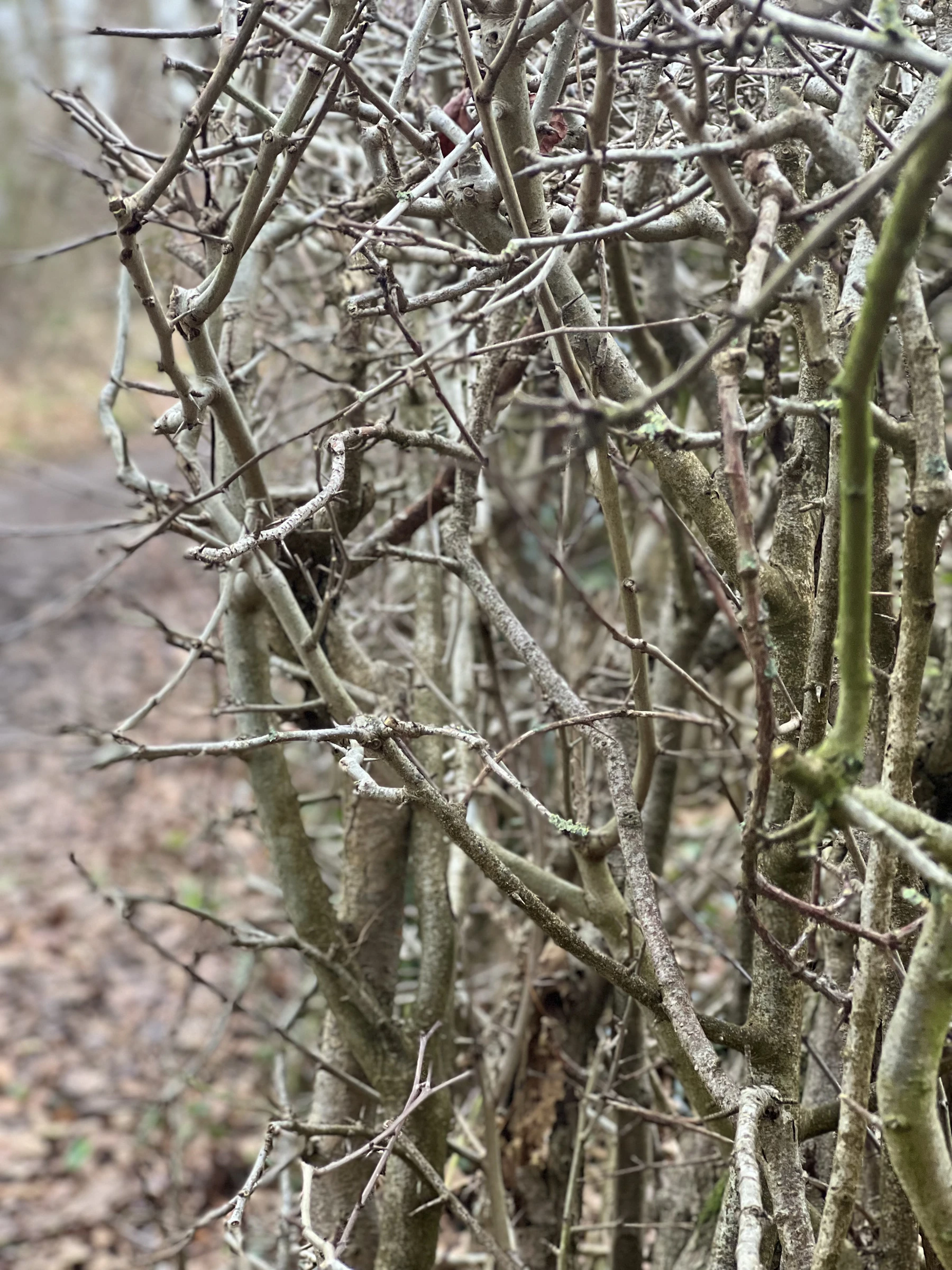 Bare, thorny hedge stems tangled together in winter