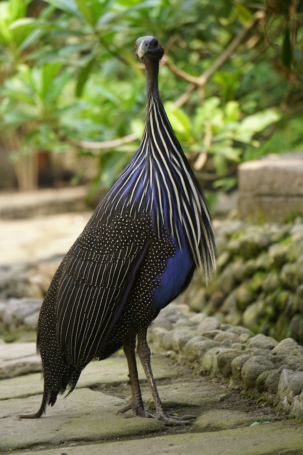 Ein großer Vogel steht auf einem Steinsteg