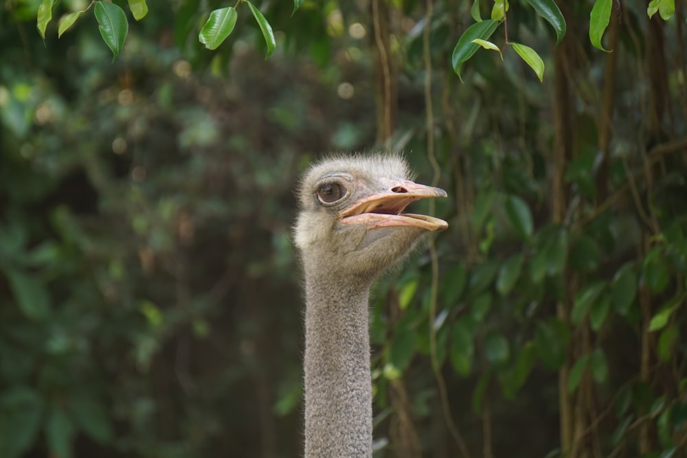 an ostrich is looking at the camera in front of some trees