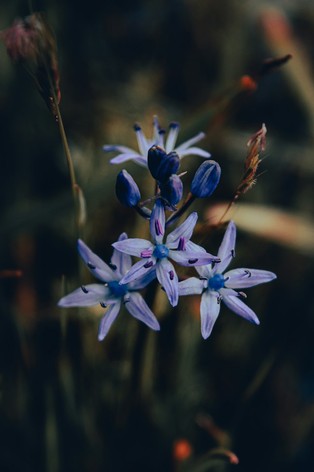 a close up of a blue flower on a plant