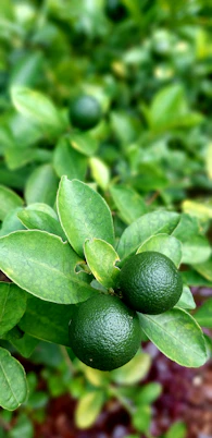 a close up of a calamansi plant with green leaves