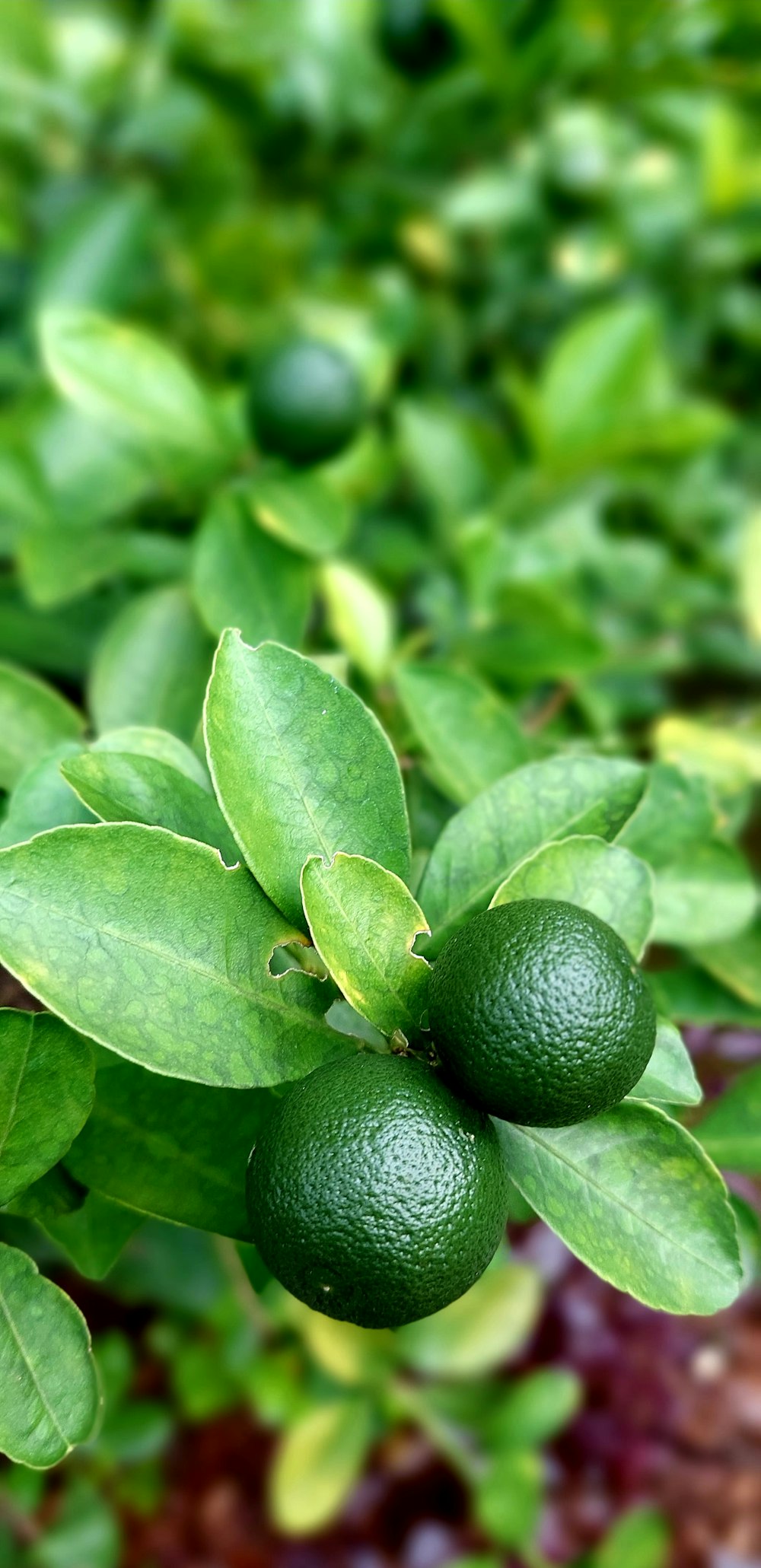 a close up of a plant with green leaves