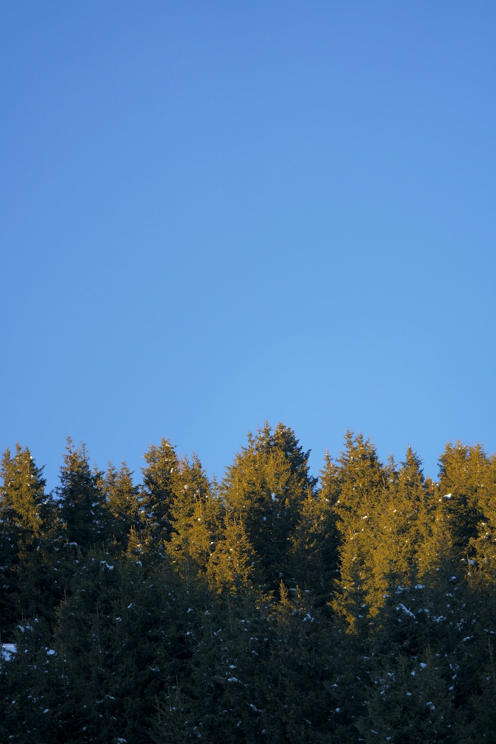 a plane flying over a forest of trees