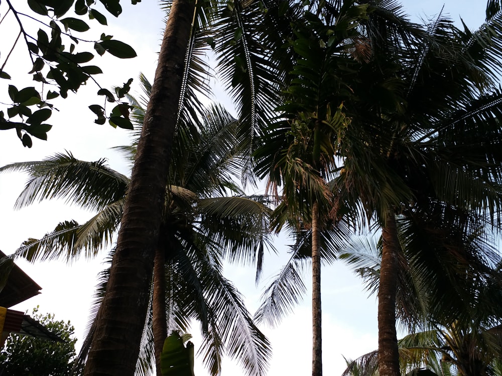 a couple of palm trees that are next to each other