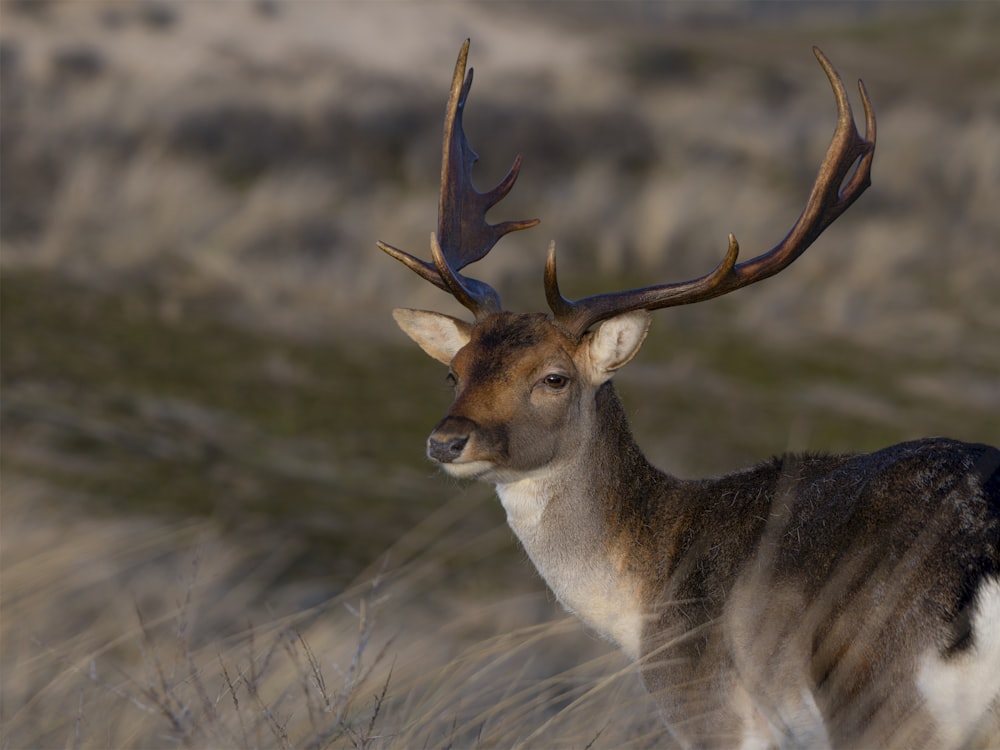 a close up of a deer with antlers on it's head