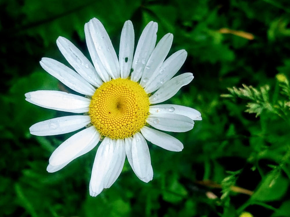 a close up of a white and yellow flower