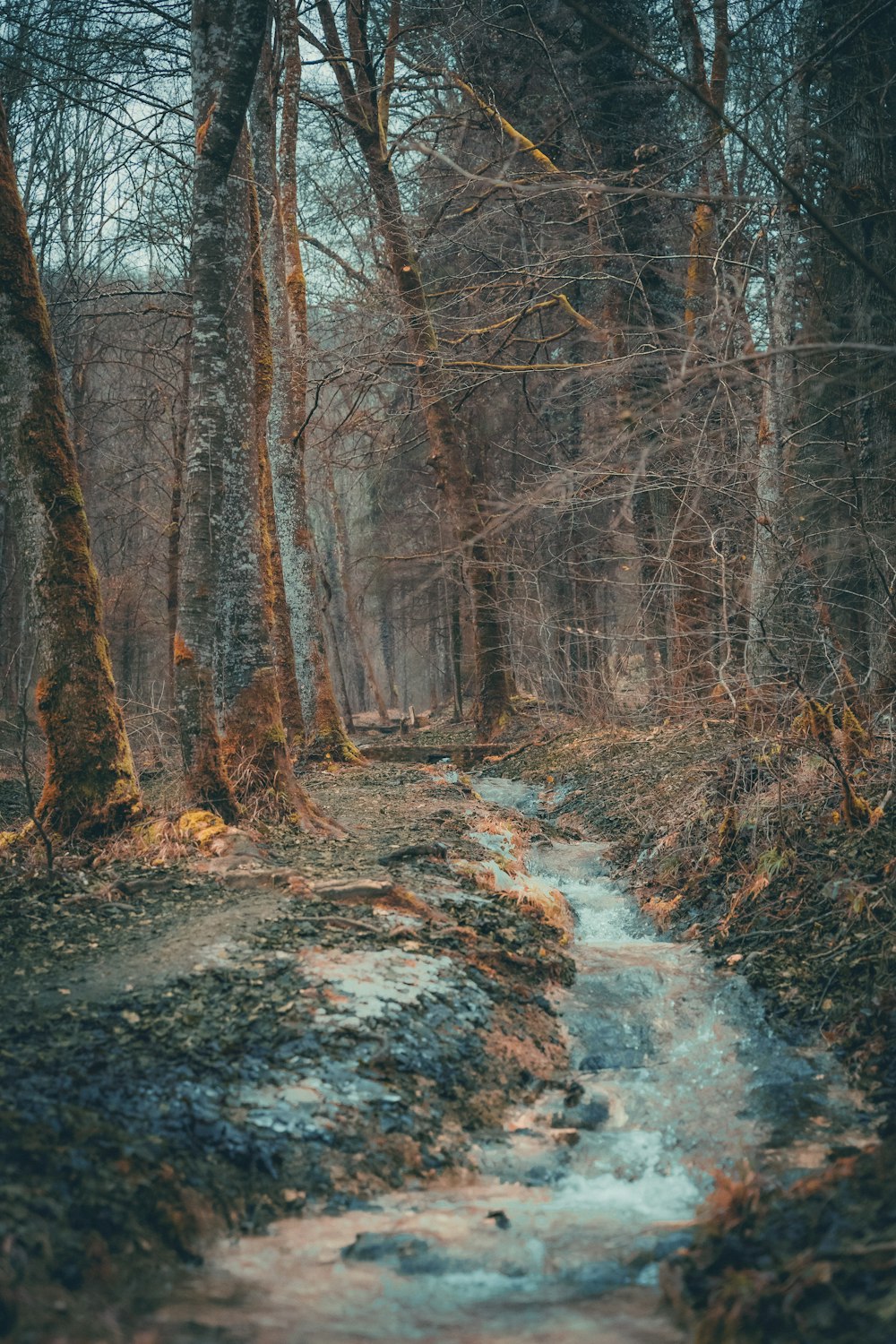 un ruisseau traversant une forêt remplie d’arbres