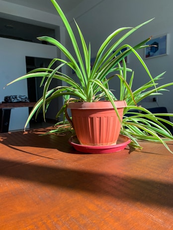 A pet-friendly spider plant hanging near a window, its long arching leaves glowing in natural light.