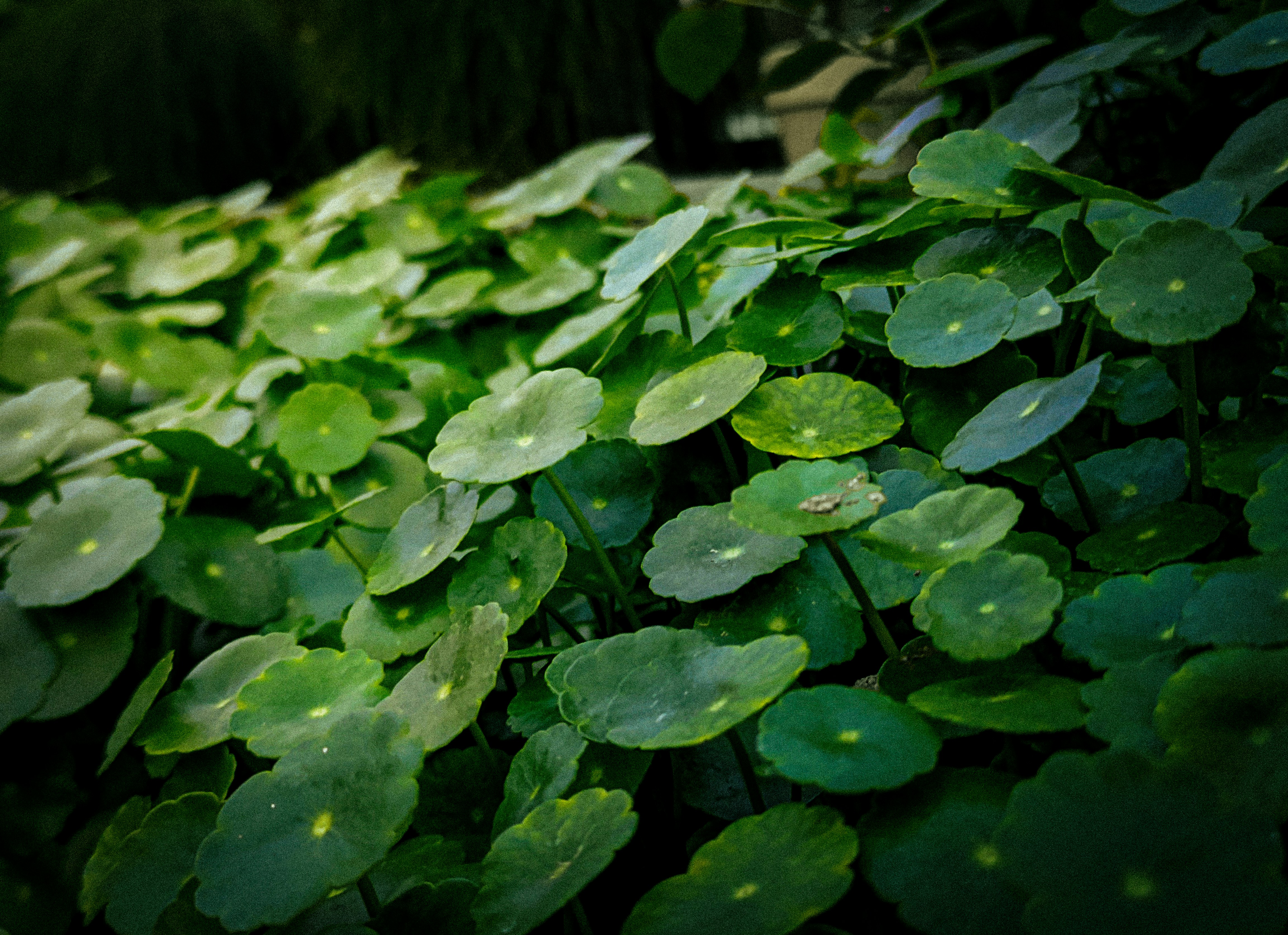 Photo by anshuman0090