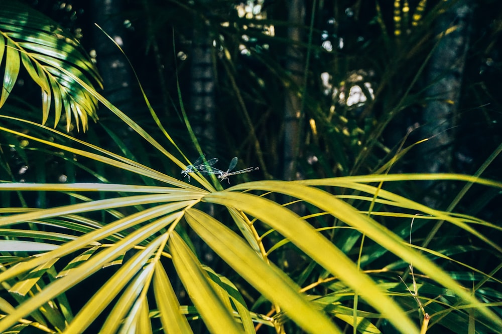 a dragonfly sitting on a palm tree branch