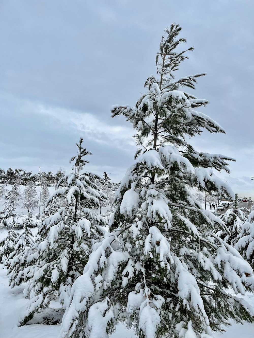 un groupe de pins couverts de neige