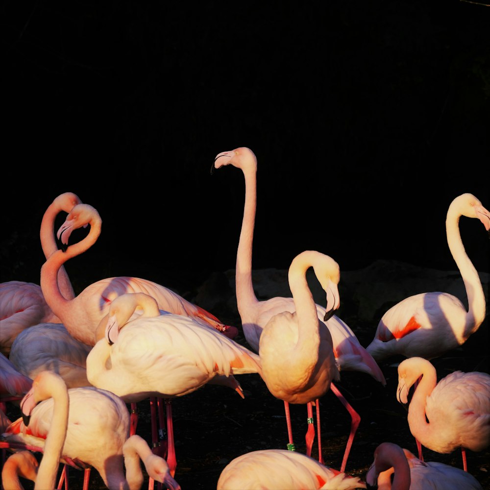 a group of flamingos standing around in the dark