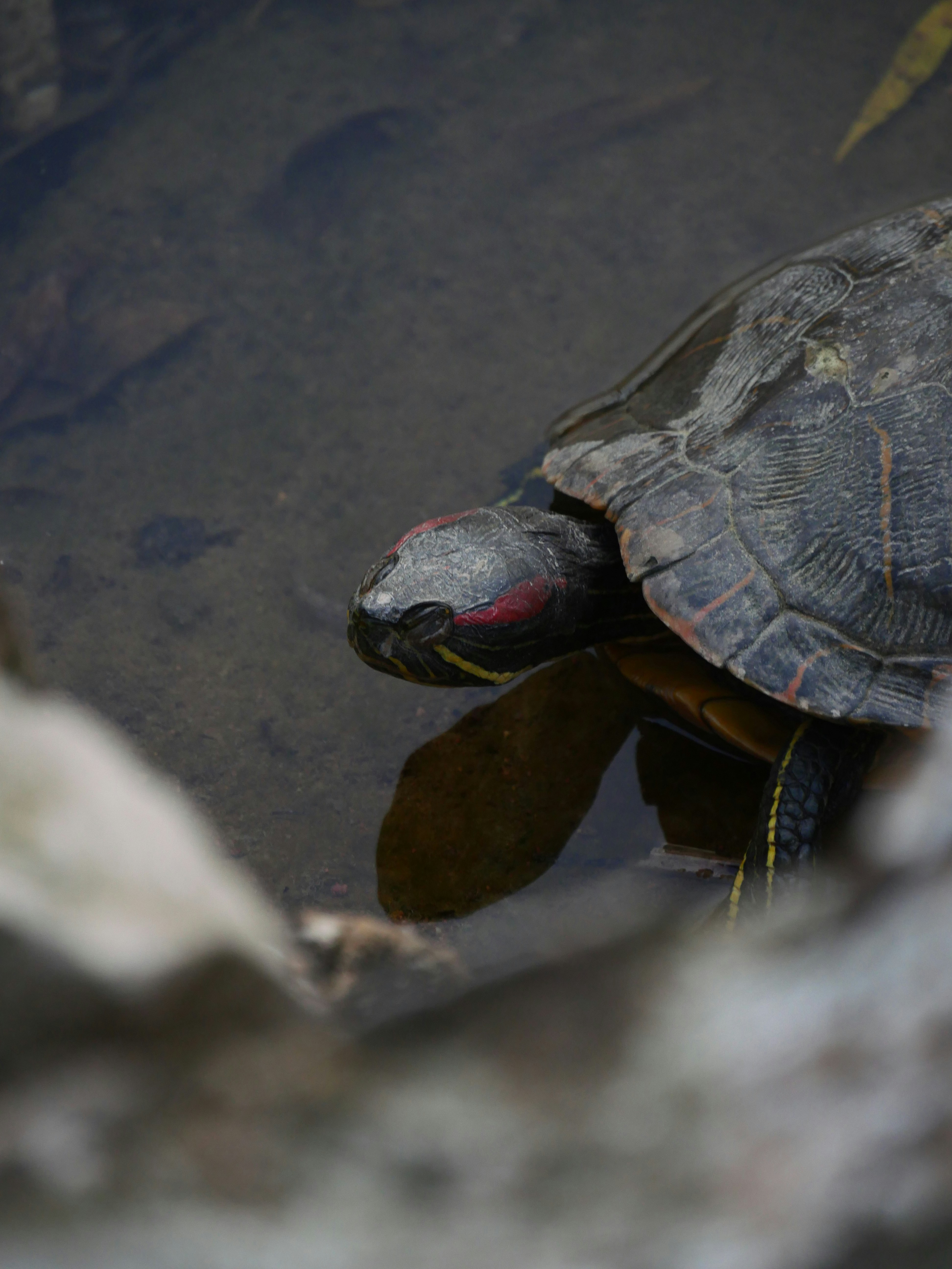 Photo by nimbus_vulpis