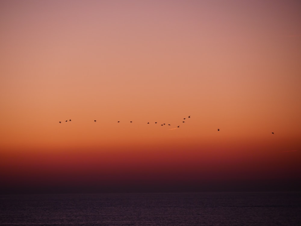 夕暮れ時に海の上を飛ぶ鳥の群れ