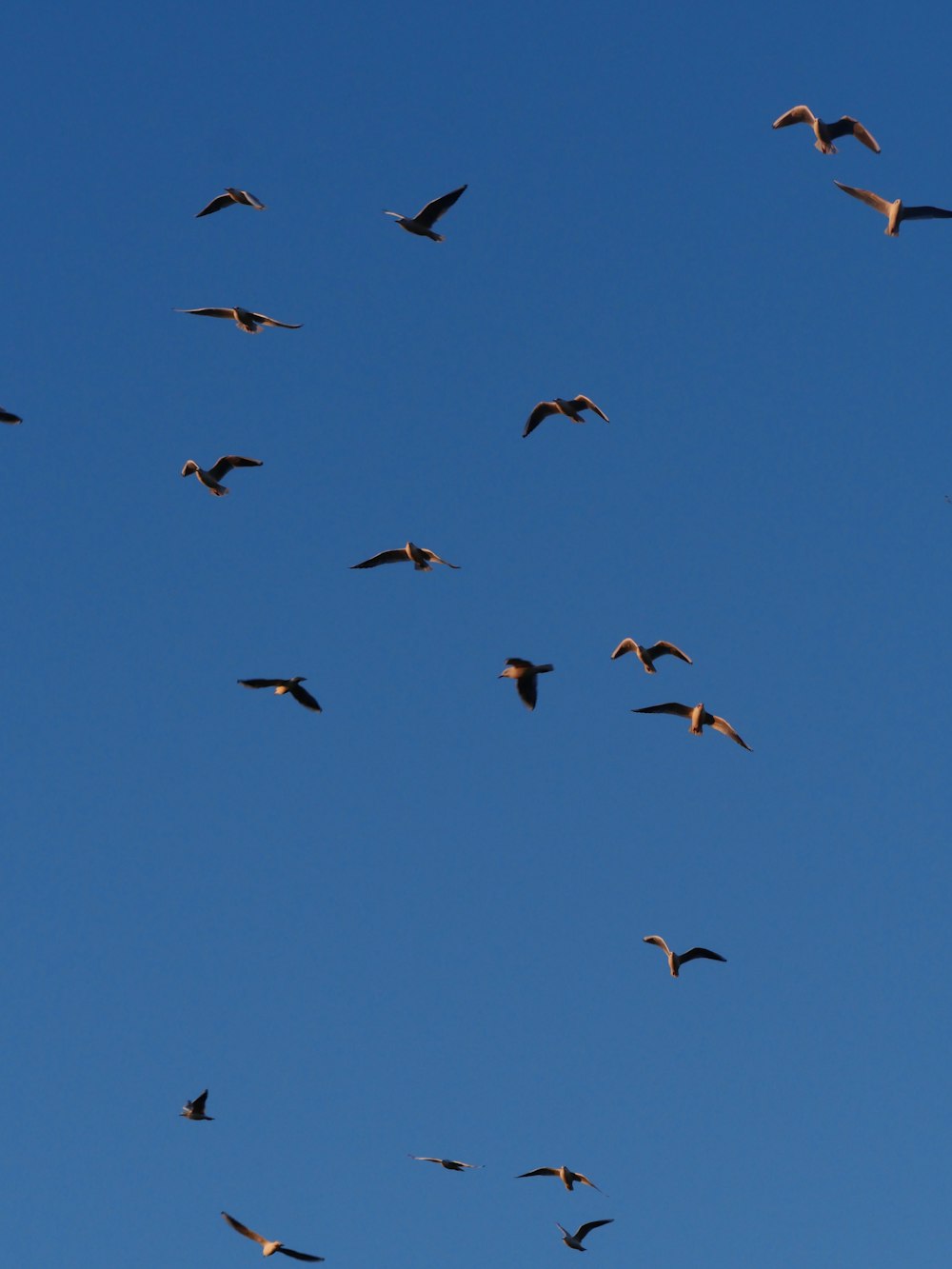 a flock of birds flying through a blue sky