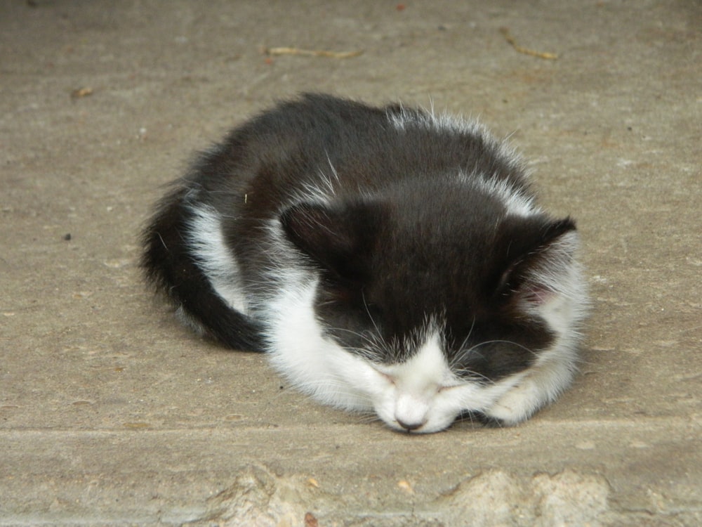 a black and white kitten sleeping on the ground