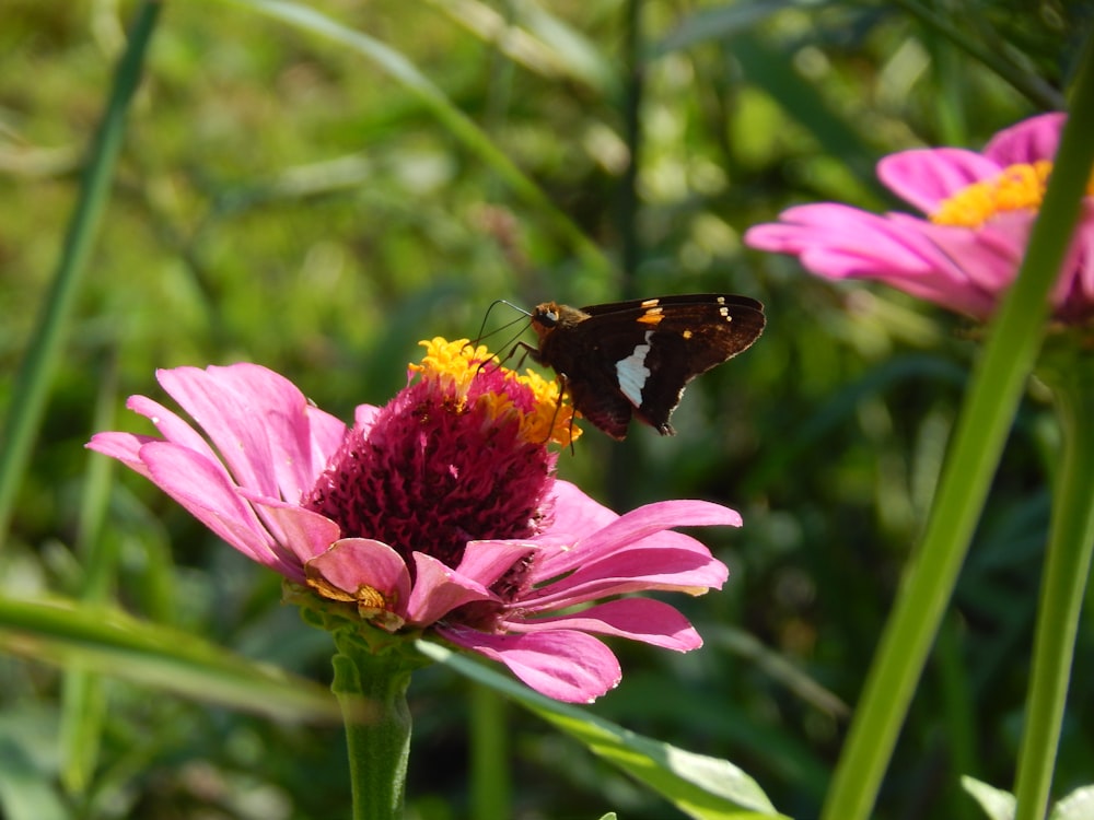 a butterfly sitting on top of a pink flower