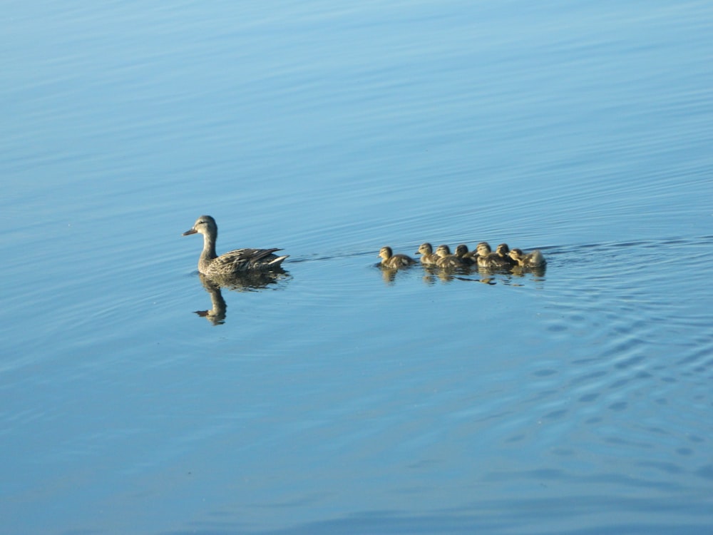 a group of ducks swimming on top of a lake