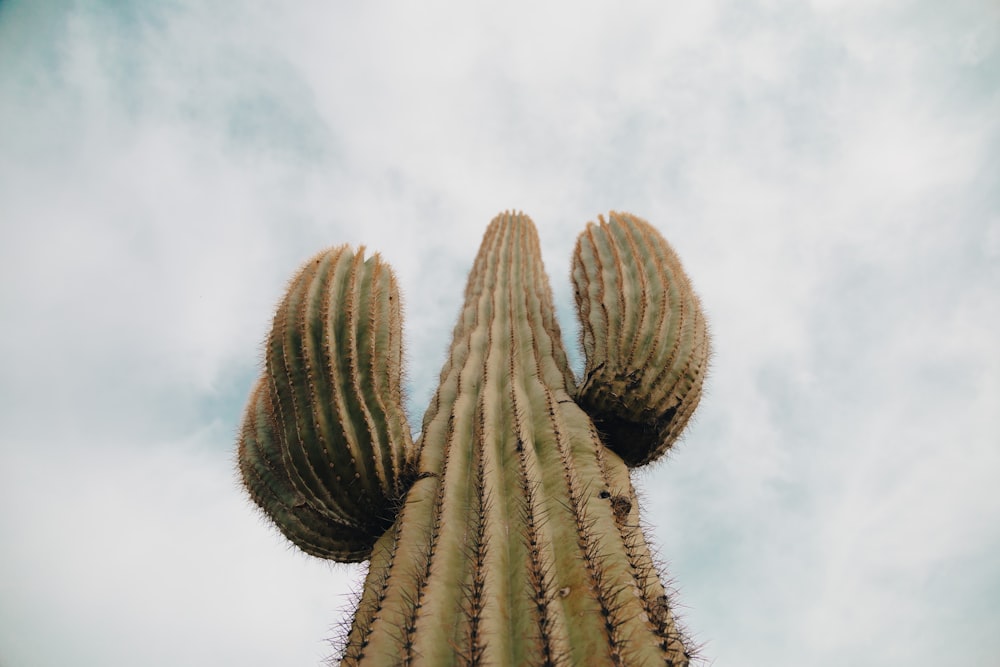 a tall cactus with a sky background