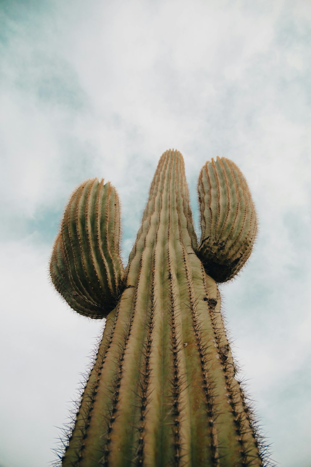 a tall cactus with a sky background