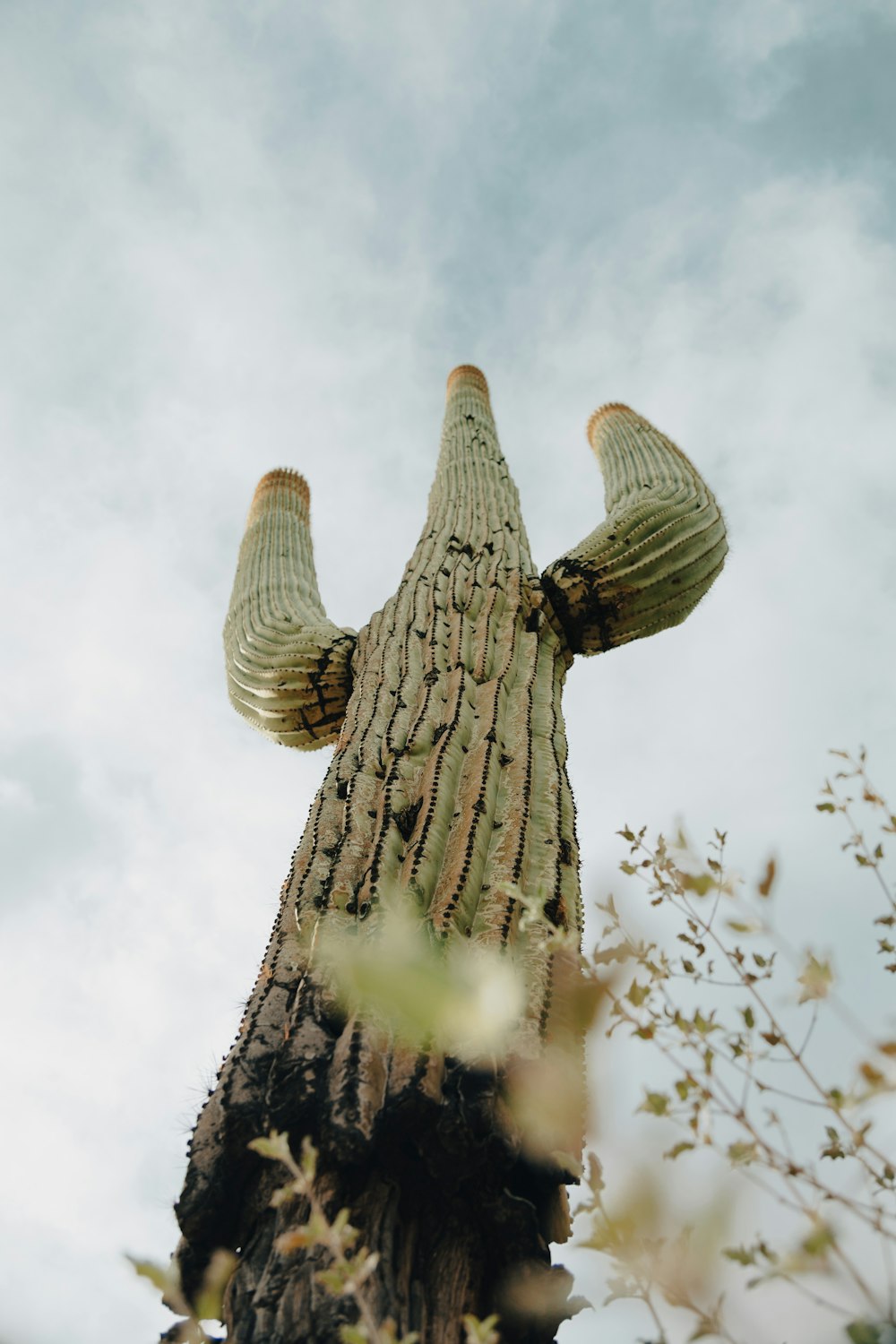 Un árbol de cactus alto con un cielo en el fondo