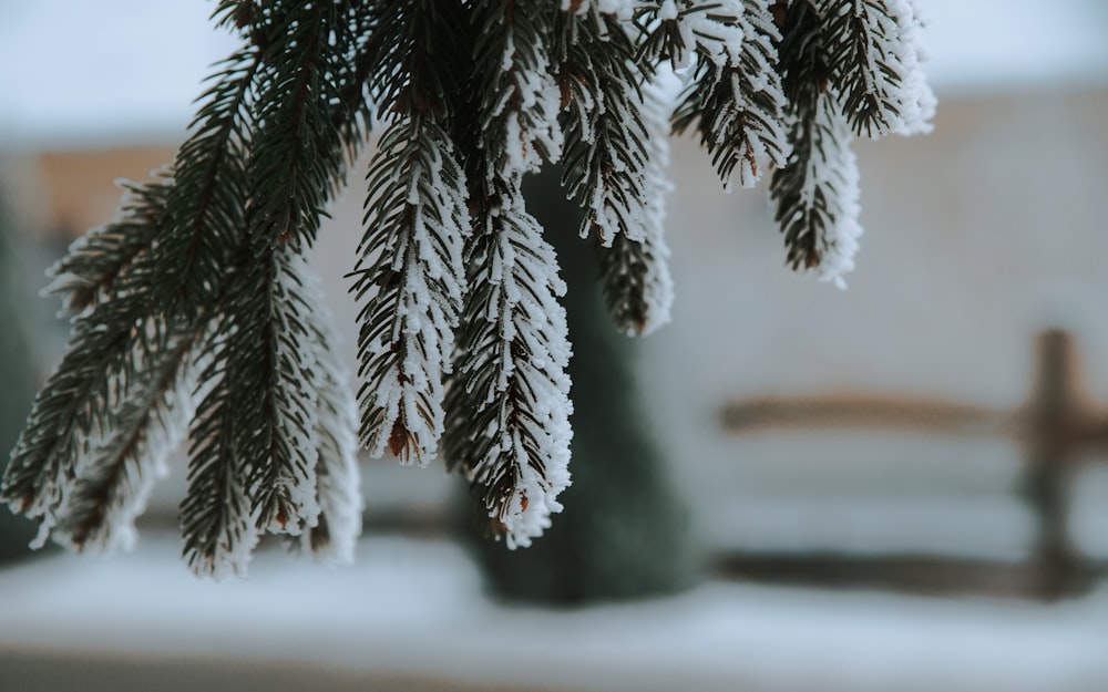 a close up of a pine tree with snow on it