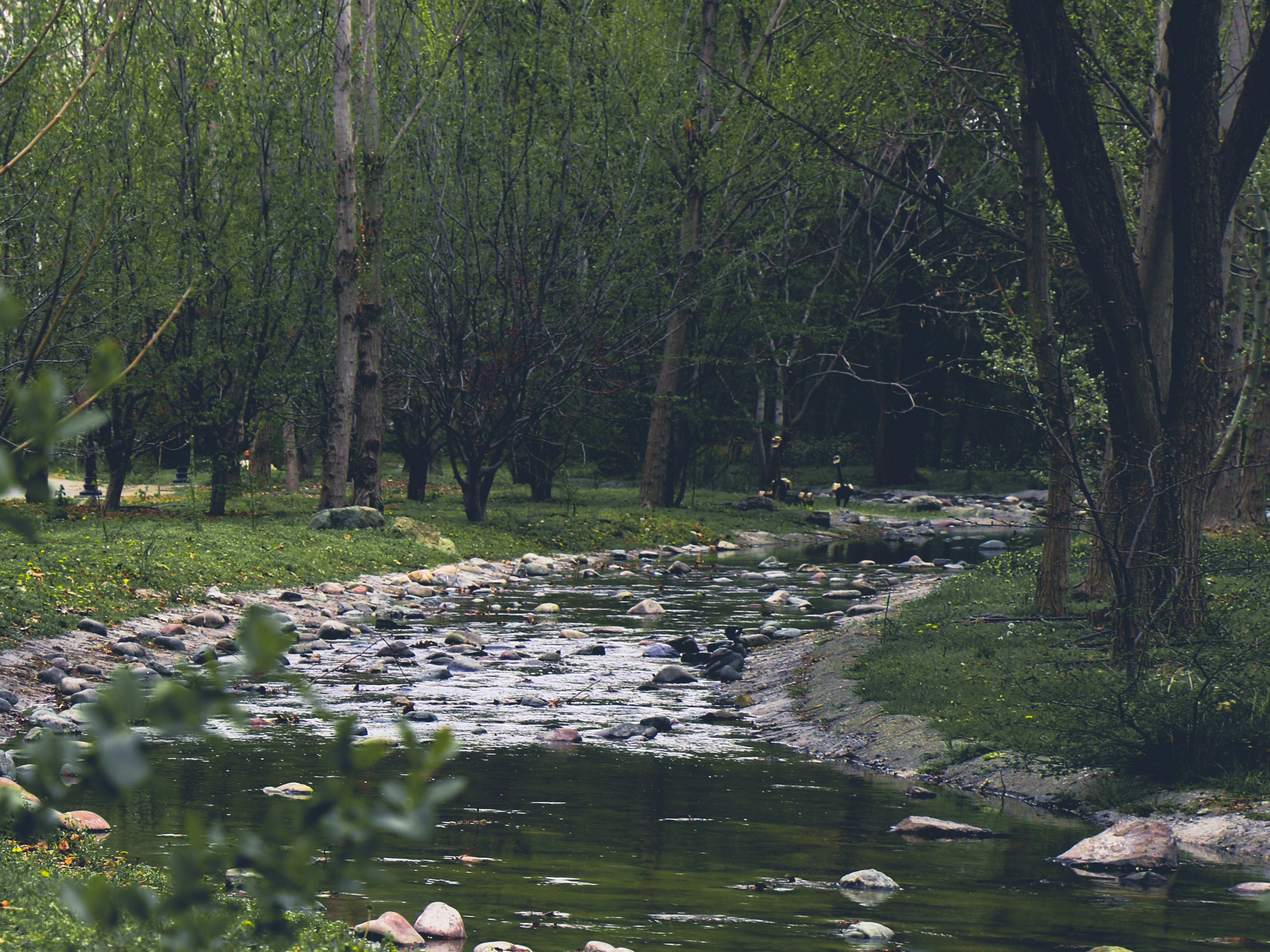 a stream running through a lush green forest 풍경 사진