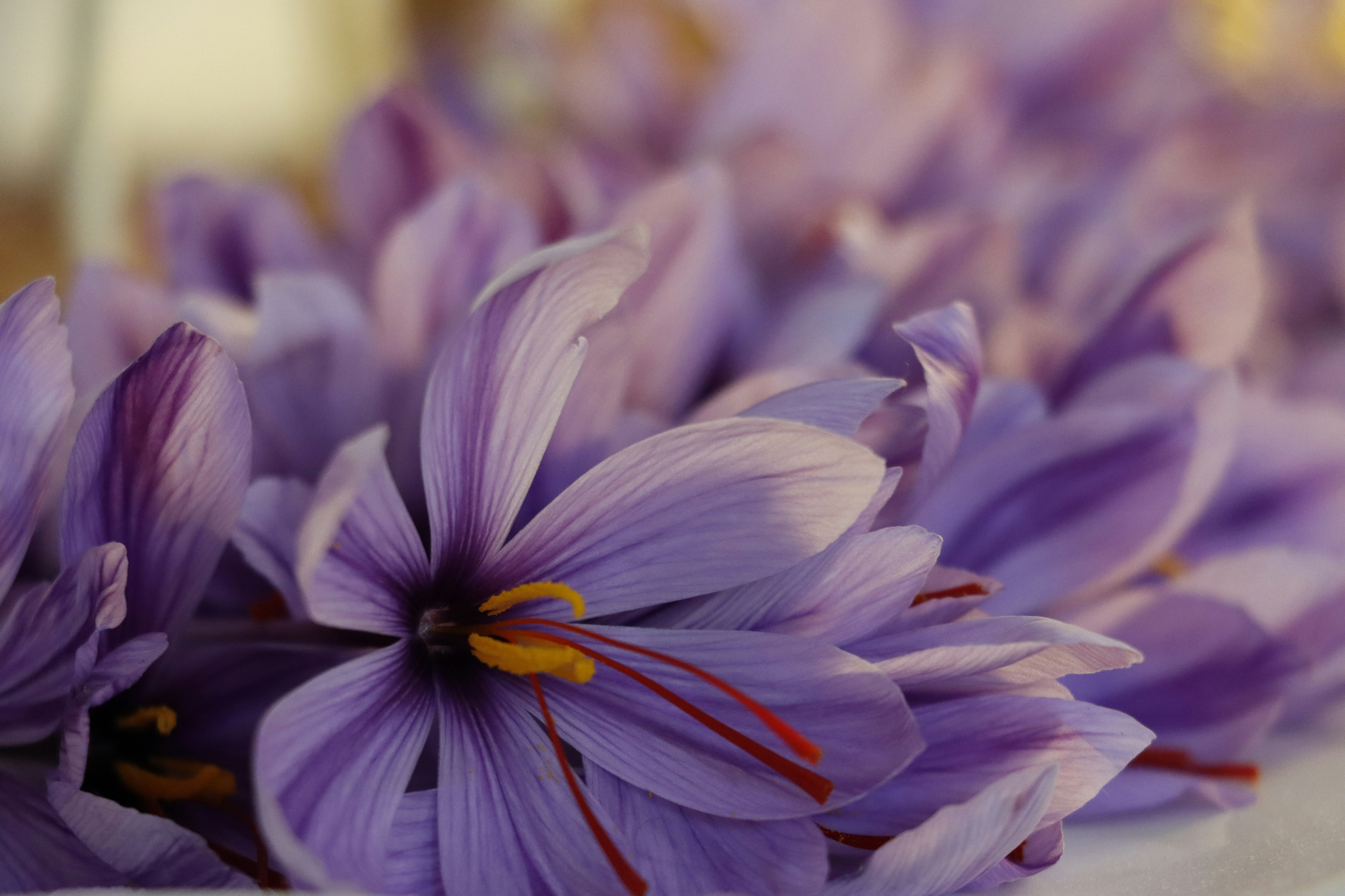 Photo by lila_seyyednaghavi