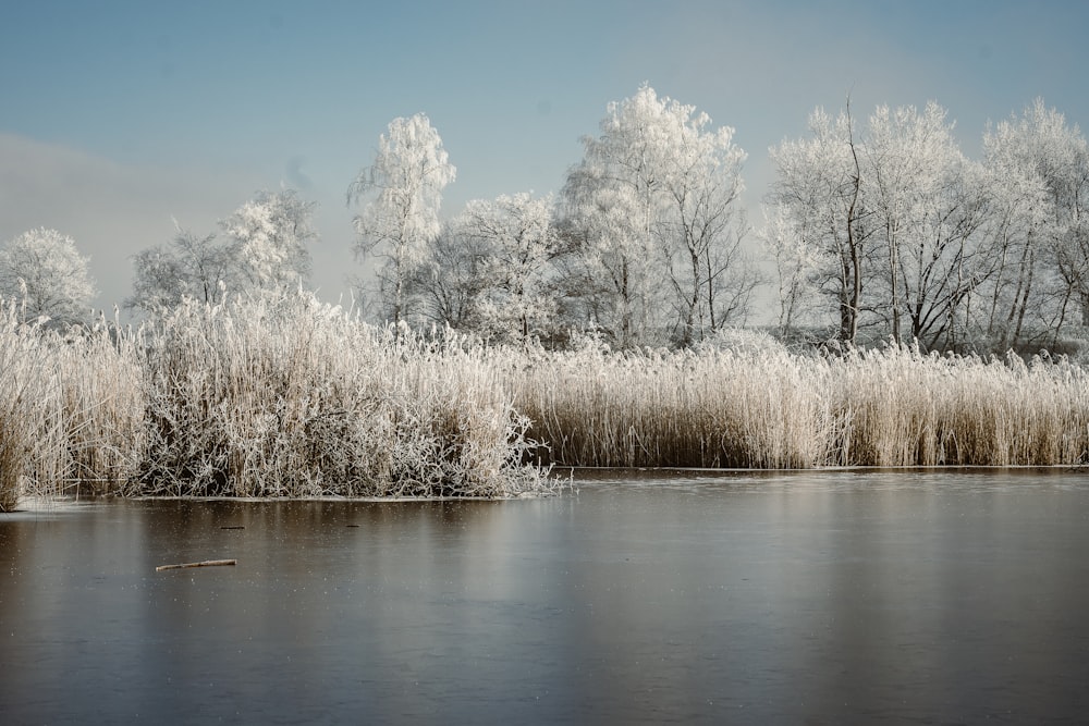 a body of water surrounded by tall grass and trees