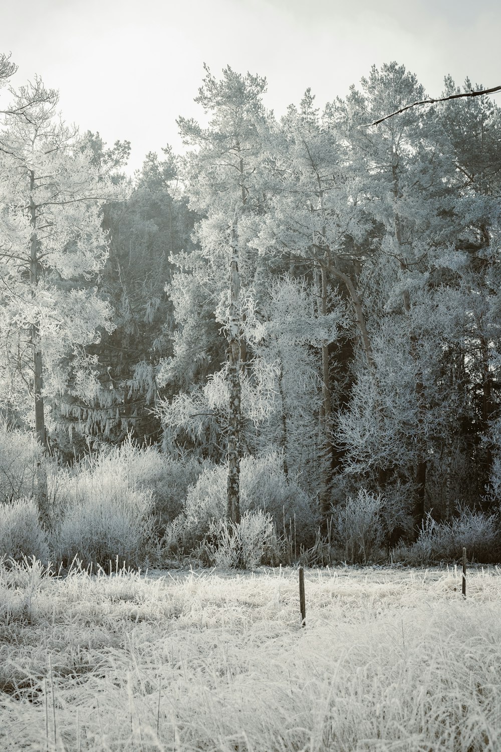 a black and white photo of a forest