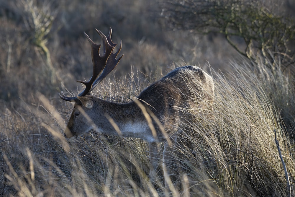 a deer standing in a field of tall grass