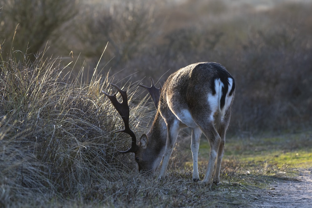 a deer that is standing in the grass