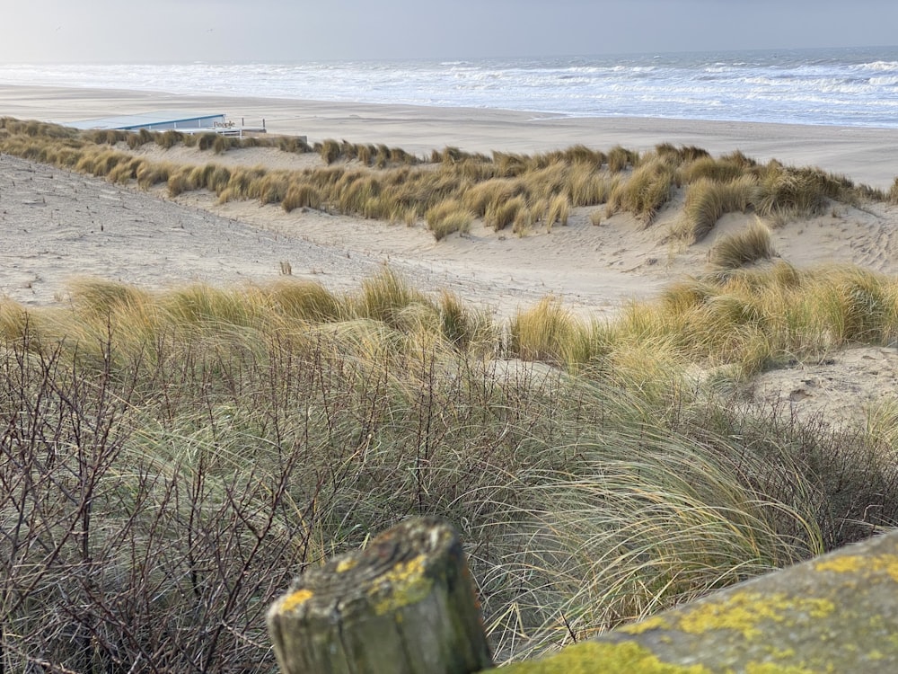 a sandy beach with grass and bushes in the foreground