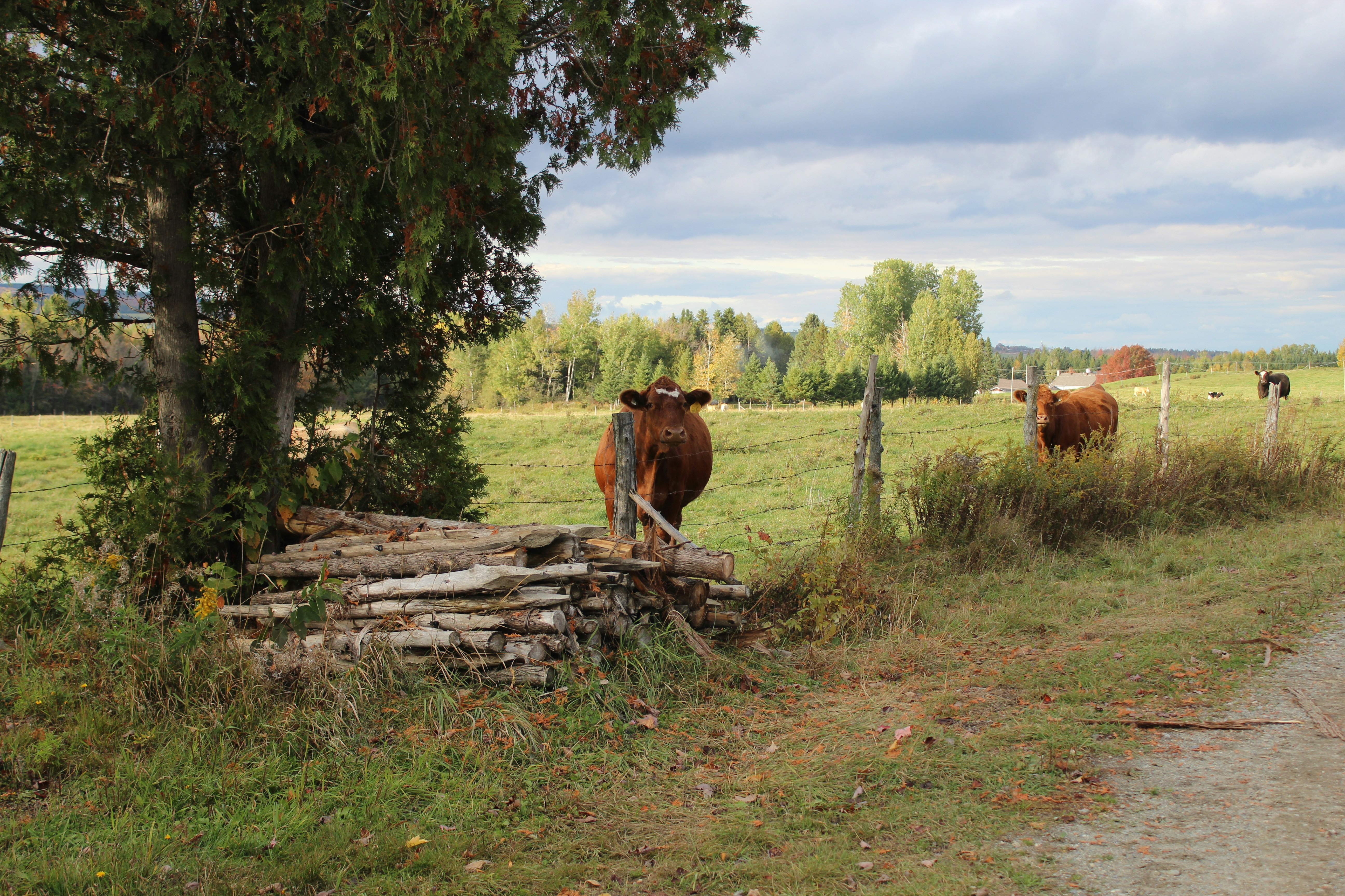 Photo by c_trepanier