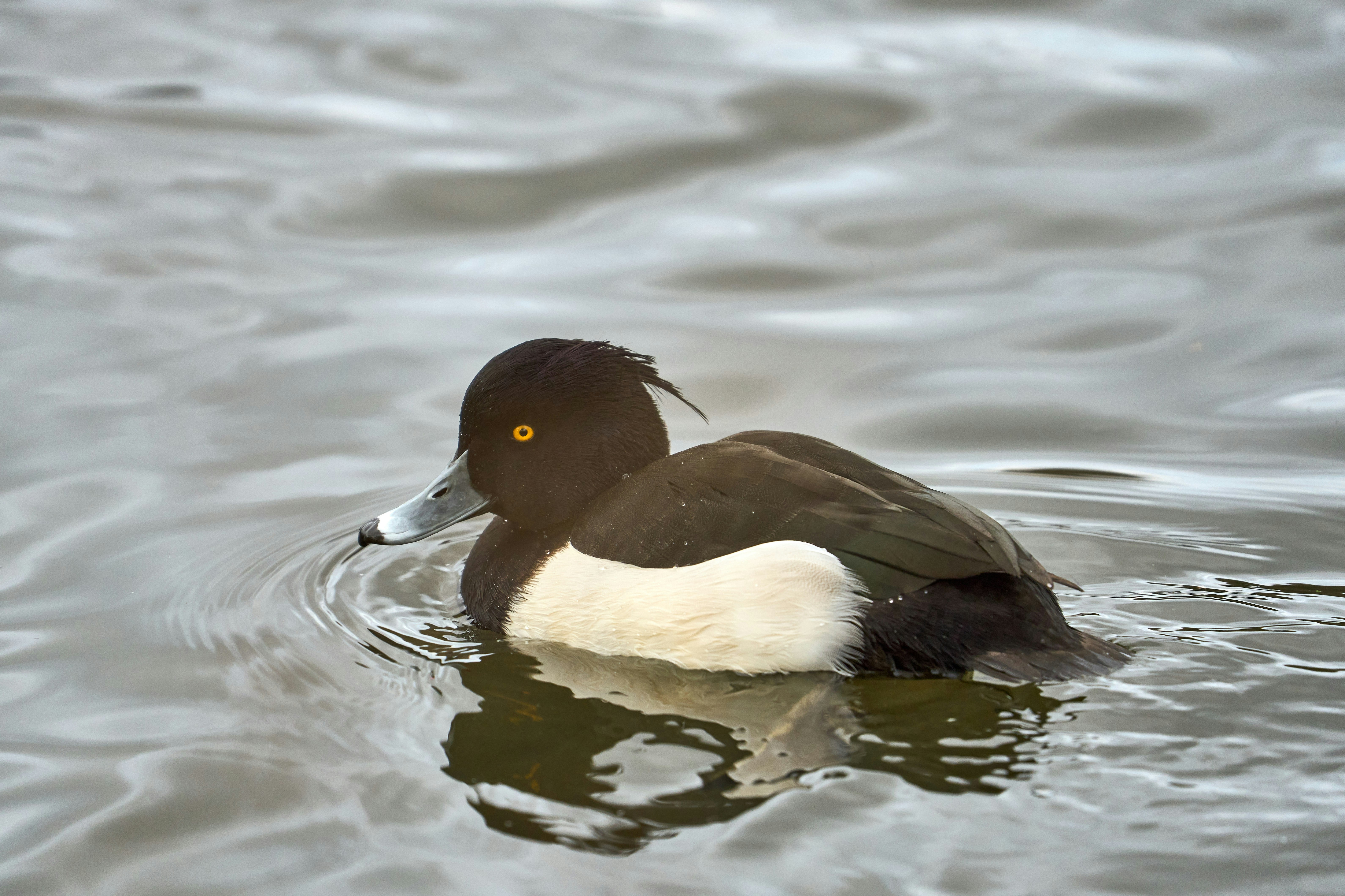 Photo by wolfgang_hasselmann