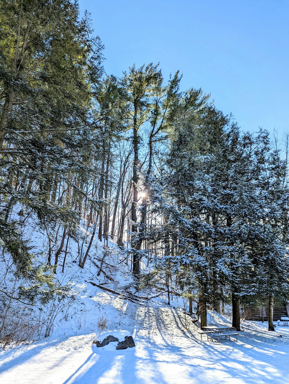 a snow covered path in the middle of a forest