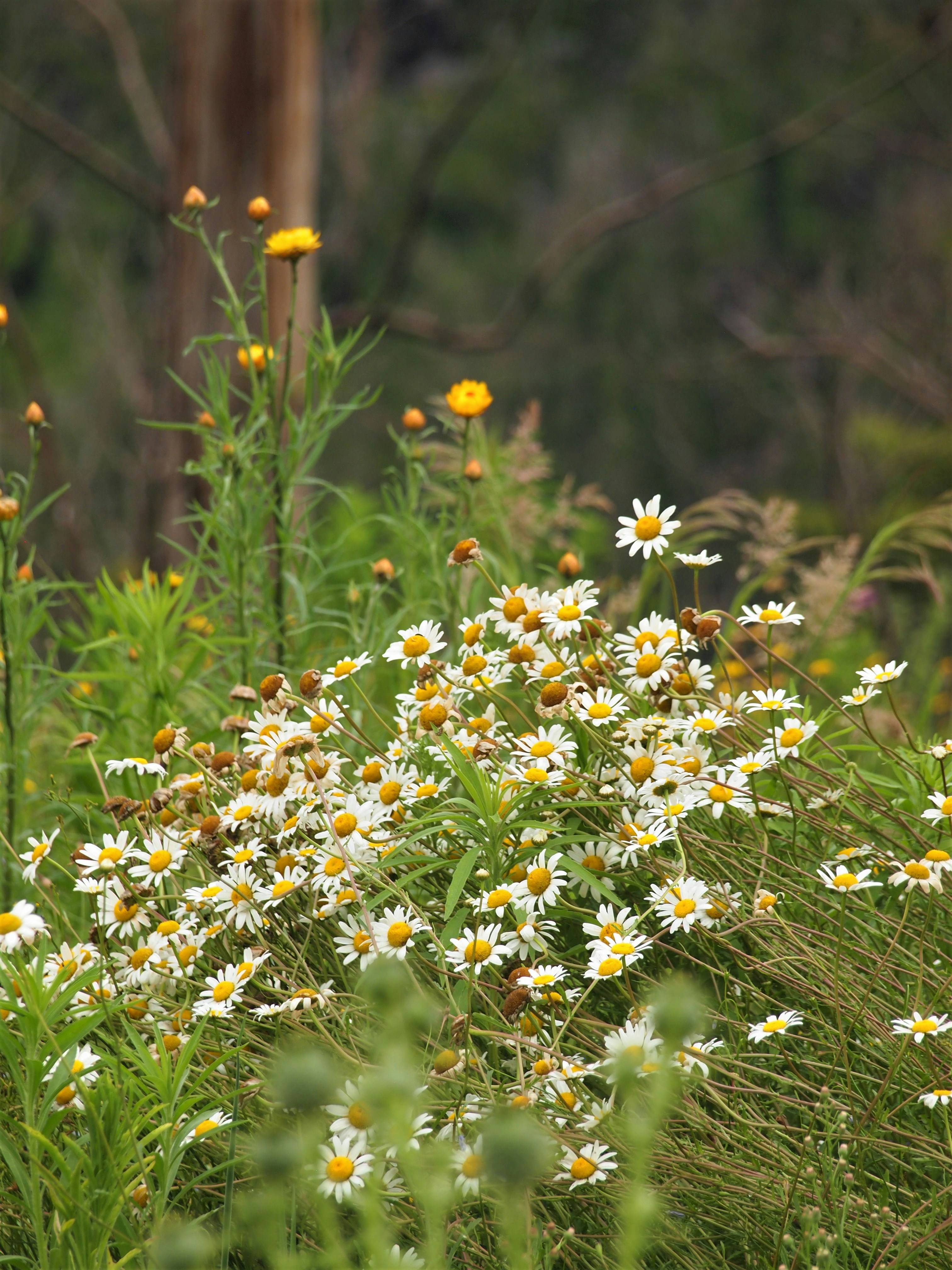 Photo by bluephoto118