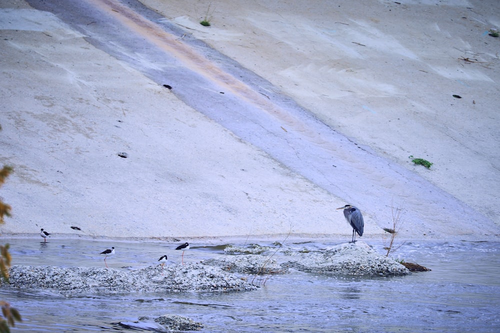 a bird is standing on a rock in the water