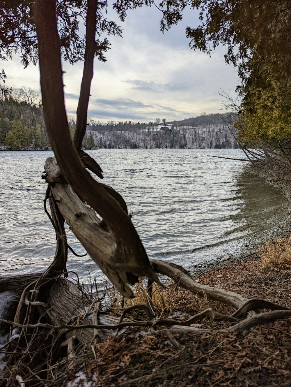 a tree leaning over a body of water