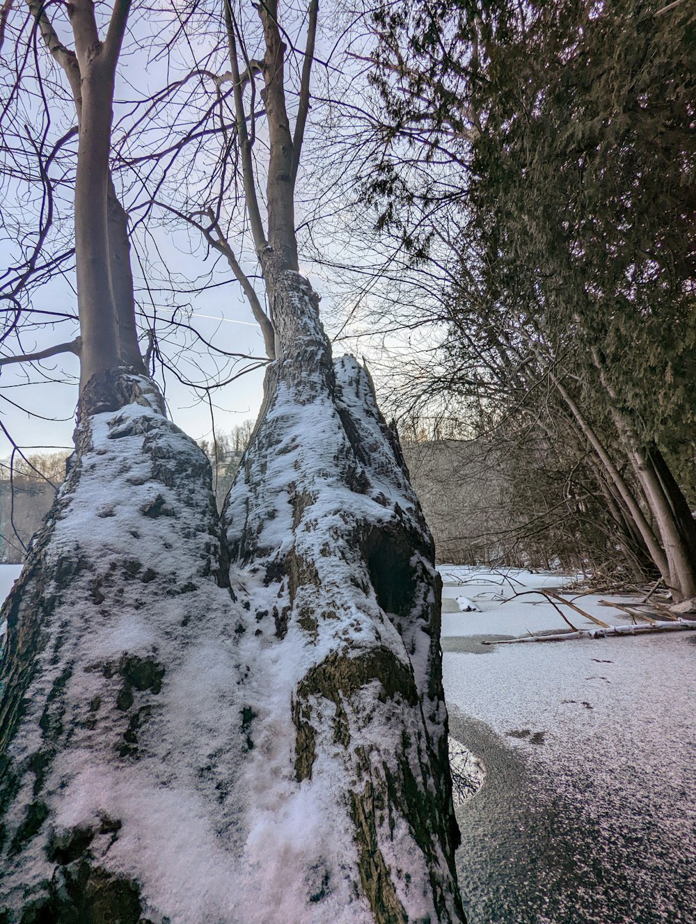 um par de árvores que estão cobertas de neve