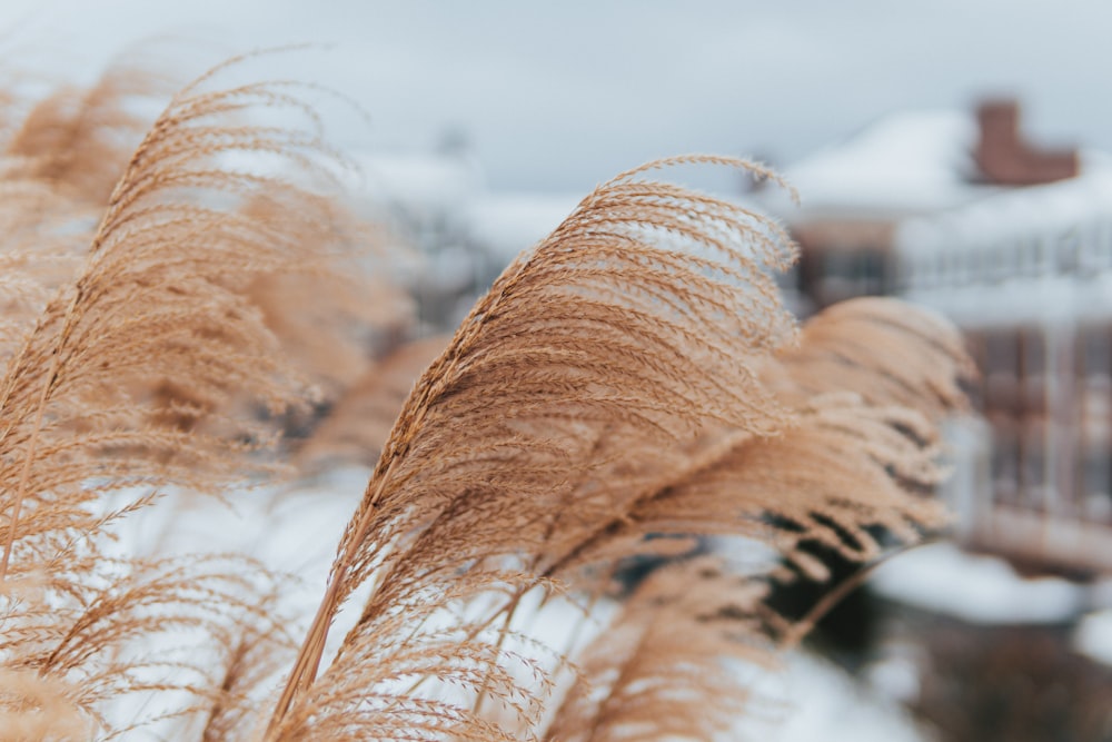 um close up de uma planta com neve ao fundo