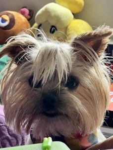 A small dog with a shaggy, light-colored coat and floppy ears sits in front of a collection of plush toys. The background includes a brown and a yellow stuffed animal with large eyes. The dog's face is partially obscured by its fur, giving it a cute and playful appearance.