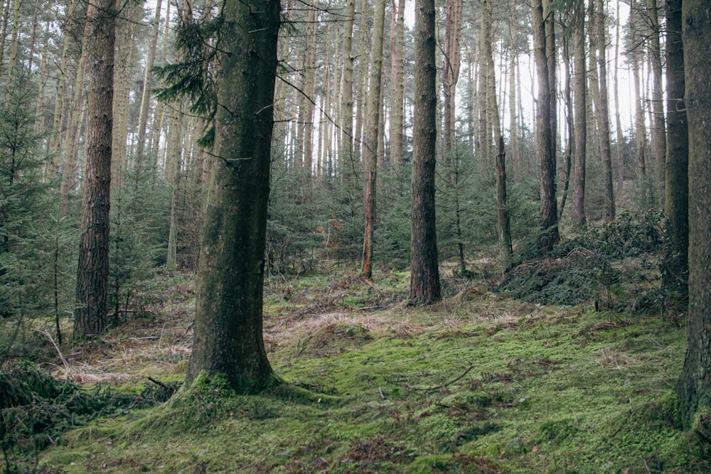 a lush green forest filled with lots of trees