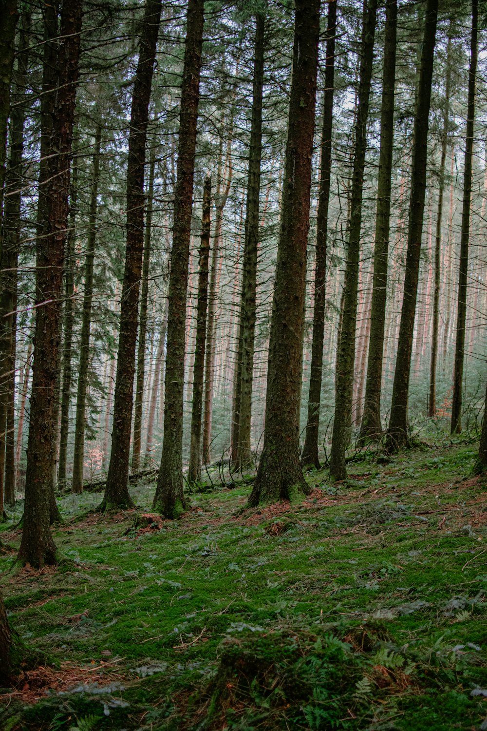 uma floresta cheia de muitas árvores altas