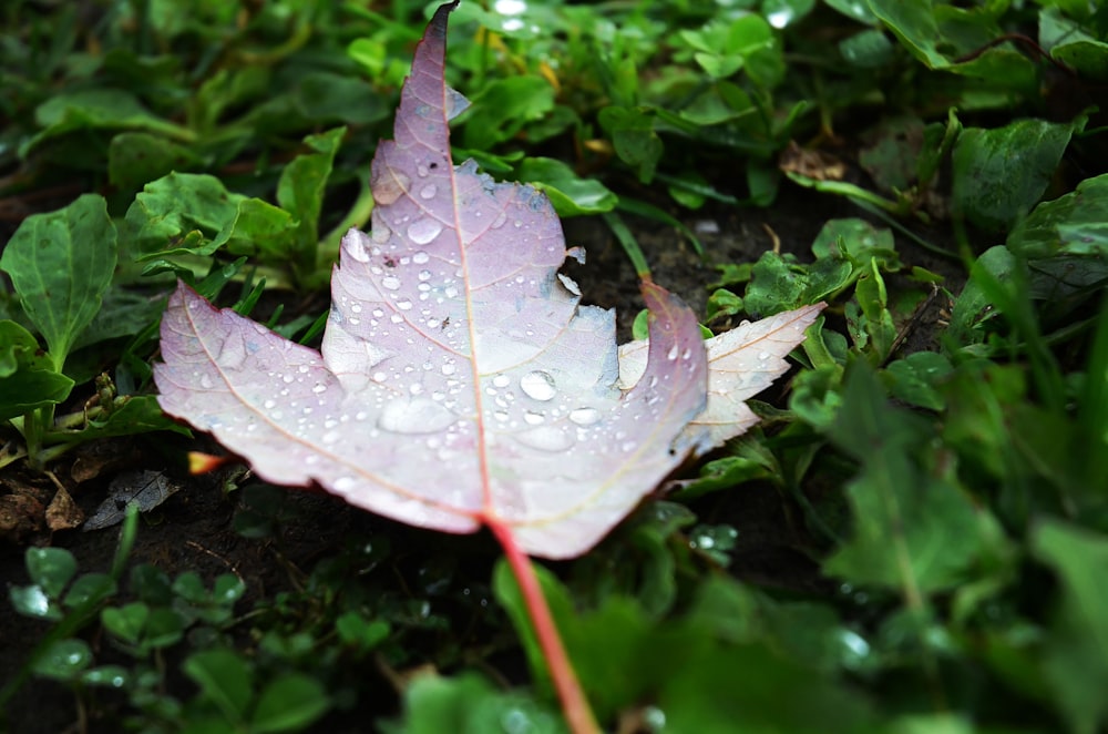 a leaf with water droplets on it laying in the grass